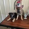 German shepherd puppies