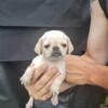 PUG PUPPY ONE LEFT WHITE BOY