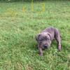 Beautiful Cane Corso puppies for sale