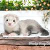 BABY FERRETS ALL Vaccines, Neutered/Spayed + INCLU. Health Guarantee