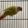 Pineapple conures. Proven pair
