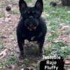 Nova female french bulldog