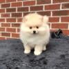 CKC Pomeranian: CANDY (female)