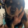 Rottweiler Puppies Baltimore City