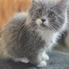 Norwegian Forest kitten