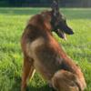 Malinois 1 1/2 years old