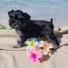 Miniature Schnauzer , AKC Registered puppy, ,puppy, for sale, puppy for sale for sale in md, mini,