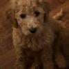 Goldendoodle female f1b medium