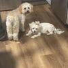 Minature Poodle 