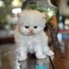 Persian kittens
