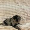 Miniature schnauzer
