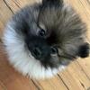 Pomeranian puppies