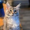 2 Maine coon females ready to go today