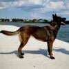 Working Line AKC Malinois Female