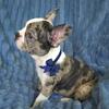 FATHER'S DAY SPECIAL! Frenchton Puppies 
