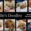 Goldendoodle Puppies - Super Cute!!!