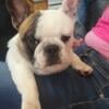 2 year old male French bulldog