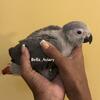 Beautiful babies African grey