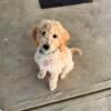 Female Goldendoodle Puppy