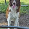 Breed sell outYOUNG GROUP OF AMAZING AUSSIES