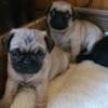 Pug puppy for sale