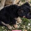 German Shepherd mix pups 