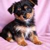 two adorable female yorkie puppies 🐾 ready for loving homes