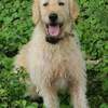 2 yr old  female Golden doodle