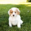 Cockapoo male puppies in Indiana