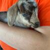 Myotonic Goats for Sale by Palm Beach Gardens