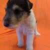 AttentionPrice ReductionWired fox terriers 1 female 2 males