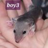 Short tail opossum babies 5 female 3 male