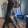 AKC Doberman TRADE STUD FOR PUPPY