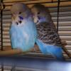 English budgie  (larger parakeet)  available