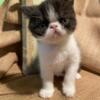 CFA Exotic Shorthair male kitten