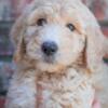 CKC Small Standard Poodle