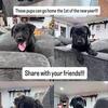 Family-Raised Malinois / Lab Puppies – Calm & Sweet