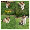 Rough Coat collie's 