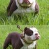 Crown Blood Micro American Bully Male looking for a home