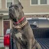 AKC & ICCF CHAMPION BLOODLINE CANE CORSO PUPPIES – Ready for Their Forever Homes!