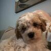 Last toy cavapoo puppy Reduced