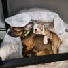 Frenchton 2 year old female looking for a forever home