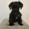 Toy miniature schnauzer puppy ready now