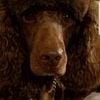 .short term relations standard poodle stud service  will barter