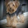 Female Yorkie black and gold