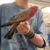 Rose-breasted cockatoo or gala tame pet