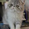 Exotic quality short hair kittens