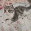 BEAUTIFUL BRITISH SHORTHAIR 