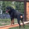 Rottweiler puppies Akc. Parents on site