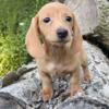 AKC Miniature Dacshund puppies